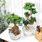 観葉植物 ガジュマル 昇り竜＆太幹 2鉢セット 8号平鉢 受け皿付き 育て方説明書付き Ficus microcarpa フィカス ミクロカルパ 精霊の宿る木