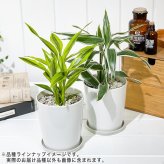PLANCHU 観葉植物 ドラセナ サンデリアーナ ホワイト 4号鉢 受け皿付き 育て方説明書付き Dracaena sanderiana 銀葉千年木