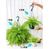 PLANCHU 観葉植物 ネフロレピス ツデー 5号吊り鉢 育て方説明書付き Nephrolepis exaltata ‘Teddy Junior’ ボストンファーン ボストンファン シダ植物