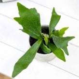 PLANCHU 観葉植物 プラティケリウム アルキコルネ 3.5号鉢 受け皿付き 育て方説明書付き Platycerium alcicorne アルシコルネ ビカクシダ コウモリラン シダ植物