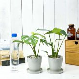 PLANCHU 観葉植物 モンステラ ＆ ヒメモンステラ 2種セット 3.5号鉢 受け皿付き 育て方説明書付き