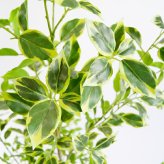 観葉植物 造花 斑入りベンジャミン BROWN 全高約150cm 大型 ゴムの木 フェイクグリーン 本物そっくり おしゃれ インテリア 人工観葉植物 アーティフィシャルグリーン オフィス 店舗 ホテル 開店祝い 室内 ベンジャミン 斑入り フィカス フェイク