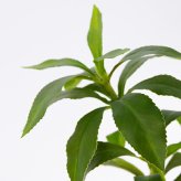 観葉植物 造花 アセビ BROWN 全高約210cm 大型 フェイクグリーン 高級 本物そっくり リアル おしゃれ 和風 和モダン インテリア 人工観葉植物 アーティフィシャルグリーン オフィス 店舗 ホテル 旅館 開店祝い 室内 リビング 玄関 風水 庭木 馬酔木