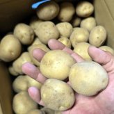 じゃがいも 訳あり北海道 じゃがいも 男爵いも S-Mサイズ 9.5-10kg前後 送料無料 ※沖縄は送料別途加算