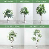 【高さ200cm】光触媒人工観葉植物 パキラ 曲がり 幅55cm×奥行50cm×高さ200cm オフィス 天然木 組立品 お部屋に気軽に飾れて空間を美しく彩るフェイクグリーン 本物の植物のようなリアルな質感とインテリアに馴染む風合いが魅力です