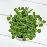 PLANCHU 観葉植物 アロマティカス 3.5号鉢 受け皿付き 育て方説明書付き Plectranthus hadiensis プレクトランサス ハーブ苗 虫除け植物