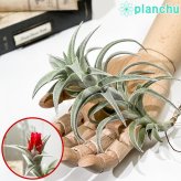 PLANCHU エアプランツ ティランジア エディシアエ Lサイズ 1株 W10×H15cm前後 育て方説明書付き Tillandsia edithae エアープランツ チランジア