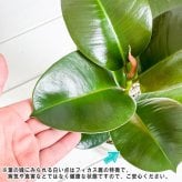 PLANCHU 観葉植物 フィカス ソフィア 4号鉢 受け皿付き 育て方説明書付き Ficus elastica ‘Sofia’ インドゴムノキ