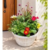 季節の寄せ植え アンティーク柄 軽量プラスチック鉢 内径24cm  （アイボリー・4色展開）６～7種類のお花で構成 ラッピング不可 ギフトメッセージOK