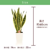 サンスベリア 6号 角プラ 高さ約60cm 観葉植物