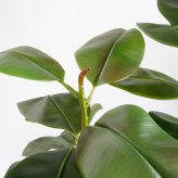 観葉植物 造花 フィカス ソフィア BROWN 全高約180cm 大型 フェイクグリーン 高級 本物そっくり リアル おしゃれ ナチュラル インテリア 人工観葉植物 アーティフィシャルグリーン オフィス 店舗 ホテル 開店祝い 室内 リビング 玄関 風水 ゴムの木