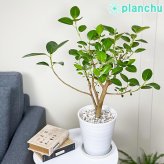 PLANCHU 観葉植物 フィカス ルビギノーサ 6号鉢 受け皿付き 育て方説明書付き Ficus rubiginosa フランスゴムノキ