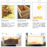 国産天然はちみつ100％ 【すずめ蜂蜂蜜漬け150g×3 】雑味のない天然のはちみつの良さをできるだけ皆様にお届けしたいという思いで故郷の岩手県西和賀町で巣箱つくりから瓶詰めまですべて手作業でおこなっており採蜜方法にもこだわりをもって作りを行ってます