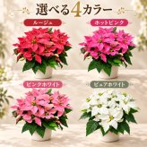 プリンセチア 季節の鉢植え 花 プリン ギフト プリンセチア ポインセチア ５寸 鉢 ポインセチア生花 クリスマスリース クリスマスツリー プリンセチア 苗 シクラメン 花ギフト