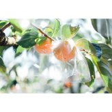 【5個入り】【超大玉極上紀の川柿】糖度保証・123年の伝統 柿