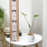 PLANCHU 観葉植物 アロカシア スティングレイ 3号丸鉢 受け皿付き 育て方説明書付き Alocasia macrorrhizos ‘Stingray’ アロイド