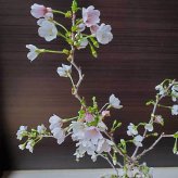 桜・・・そう聞くだけで心和む景色を貴方のもとへ　別名豆桜 【富士桜・湖上の舞の盆栽　万古焼 白深鉢 】