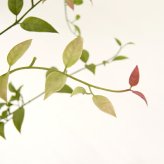 観葉植物 造花 ライベリー BROWN 全高約125cm 大型 フェイクグリーン 本物そっくり おしゃれ インテリア 人工観葉植物 アーティフィシャルグリーン オフィス 店舗 ホテル 開店祝い 室内 インテリアグリーン 枝もの フェイク