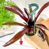 PLANCHU 観葉植物 エクメア フォスターズフェイバリット 4号吊り鉢 育て方説明書付き Aechmea ‘Foster's Favorite’ ブロメリア タンクブロメリア