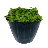 クラピア K7 苗4株 お試し1平米用 白品種 植栽マニュアル付き グランドカバー 植物 4ポット 肥料 活力剤 2種付き イワダレソウ改良種 白品種 白い花 プランツ 庭 屋上 緑化 多年草 地被植物 ほふく性 下草 背が低い 宿根草 ガーデニング 雑草対策 diy