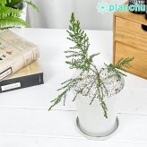 PLANCHU 花木 レプトスペルマム モスキートブロッカー 4号鉢 受け皿付き 育て方説明書付き PVP Leptospermum liversidgei オージープランツ 虫除け植物