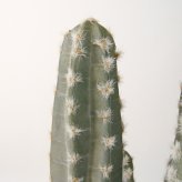 観葉植物 造花 柱サボテン BROWN 全高約76cm 卓上・小型 フェイクグリーン 本物そっくり おしゃれ インテリア 人工観葉植物 アーティフィシャルグリーン オフィス 店舗 ホテル 開店祝い 室内 ミニ サボテン カクタス フェイク