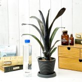 PLANCHU 観葉植物 ビルベルギア ダースベイダー 4号樹脂鉢 受け皿付き 育て方説明書付き Billbergia ‘Darth Vader’ ブロメリア