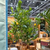 観葉植物 造花 レモンの木 BROWN 全高約220cm 大型 実付き フェイクグリーン 高級 本物そっくり リアル おしゃれ インテリア 人工観葉植物 アーティフィシャルグリーン シンボルツリー オフィス 店舗 カフェ 開店祝い 室内 リビング 玄関 風水 果樹 レモンツリー