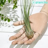 PLANCHU エアプランツ ティランジア ディスティカ 1株 W5×H35cm前後 育て方説明書付き Tillandsia disticha エアープランツ チランジア