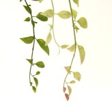 観葉植物 造花 ライベリー BROWN 全高約125cm 大型 フェイクグリーン 本物そっくり おしゃれ インテリア 人工観葉植物 アーティフィシャルグリーン オフィス 店舗 ホテル 開店祝い 室内 インテリアグリーン 枝もの フェイク