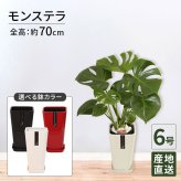 モンステラ 6号 カラーポット 高さ約70cm 観葉植物