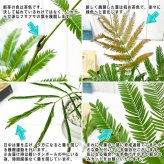PLANCHU 観葉植物 コヨバ エバーフレッシュ 3.5号鉢 受け皿付き 育て方説明書付き Cojoba arborea var. angustifolia アカサヤネムノキ
