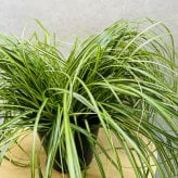 斑入り カレックス オシメンシス エバーシーン 15cmポット苗 株 下草 常緑 多年草 グランドカバー カラーリーフ 庭 寄せ植えに 花壇 鉢植え 高耐寒性