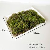 ハイゴケシート 31×23ｃｍ 箱入り ボックス 大きめ 苔玉作り こけだま 手直し