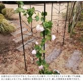 ガーデン エクステリア アイアンアーチ「Blossom Heart」～ブロッサムハート～ アイアンアーチ 門 鉄製 ハート 花 フェンス アーチ おしゃれ 小型 北欧 ガーデニング 屋外 家具 ツタ 蔦 エントランス ロマンチック ブロッサム 新生活