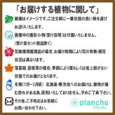PLANCHU メール便発送 エアプランツ ティランジア フンキアナ Sサイズ 1株 W4×H5cm前後 育て方説明書付き Tillandsia funckiana エアープランツ チランジア