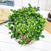 PLANCHU 観葉植物 ガジュマル 太幹大株 8号平鉢 受け皿付き 育て方説明書付き Ficus microcarpa フィカス ミクロカルパ 精霊の宿る木