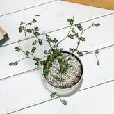 PLANCHU 観葉植物 メルヘンの木 ソフォラ リトルベイビー 3.5号鉢 受け皿付き 育て方説明書付き Sophora prostrata ‘Little Baby’ プロストラータ