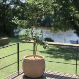 植木鉢 おしゃれ 大型 テラコッタ 素焼き モカブラウン ブラウン 茶 櫛目 丸型 KONTON コントン テラトゥープ ベリード TS-R38X L M S 約18号 約13号 約9号 底穴あり 屋外 テラス 庭 玄関 ベランダ オリーブ 観葉植物 多肉植物 シンボルツリー 寒冷地 大型プランター
