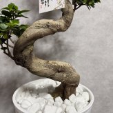 現品 ガジュマル 観葉植物 曲がり 8号鉢苗 大型 盆栽 登り樹 昇り竜 室内 珍しい 希少種 多幸の木 幸福をもたらす精霊が住むガジュマルの木 おしゃれなインテリア 結婚祝い 新築祝い 開店祝い 開業祝い 誕生日 母の日 父の日 記念日 プレゼントギフト 肥料別売り 敬老の日