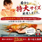 特大 子持ち ボタンエビ　2Lサイズ　1ｋｇ（14～18尾入）　ぼたんえび 特大サイ ズ 卵入り 海老味噌も絶品 お刺身用 お寿司用 ぼたん海老