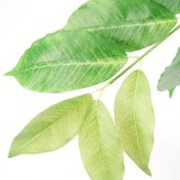 観葉植物 造花 コーヒーの木 BROWN 全高約205cm 大型 フェイクグリーン 高級 本物そっくり リアル おしゃれ インテリア 人工観葉植物 アーティフィシャルグリーン カフェ オフィス 店舗 ホテル 開店祝い 室内 リビング 玄関 風水 コーヒーノキ