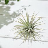 PLANCHU エアプランツ ティランジア イオナンタ Mサイズ 1株 W5×H5cm前後 育て方説明書付き Tillandsia ionantha エアープランツ チランジア
