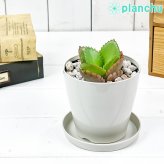 PLANCHU 多肉植物 カランコエ 子宝弁慶草 こだからべんけいそう 3.5号鉢 受け皿付き 育て方説明書付き Kalanchoe daigremontiana コダカラベンケイソウ 観葉植物