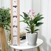 PLANCHU 観葉植物 アンスリウム ジゾウ 4号鉢 受け皿付き 育て方説明書付き Anthurium andraeanum ‘Zizou’ ジゾー アンスリューム アロイド 鉢花 パープル系