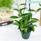 PLANCHU 観葉植物 ホヤ プビカリクス シルバーピンク 4号吊り鉢 育て方説明書付き Hoya pubicalyx ‘Silver Pink’ サクララン 桜蘭