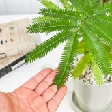 PLANCHU 観葉植物 コヨバ エバーフレッシュ 5号鉢 受け皿付き 育て方説明書付き Cojoba arborea var. angustifolia アカサヤネムノキ