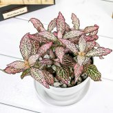 PLANCHU 観葉植物 フィットニア おまかせ ピンク系 3.5号鉢 受け皿付き 育て方説明書付き Fittonia albivenis cv. アミメグサ