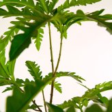 観葉植物 造花 アラレア BROWN 全高約155cm 大型 フェイクグリーン 本物そっくり おしゃれ インテリア 人工観葉植物 アーティフィシャルグリーン オフィス 店舗 ホテル 開店祝い 室内 ディジゴセカ フェイク