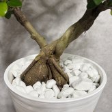 ガジュマル 観葉植物 八の字 8号鉢苗 大型 盆栽 末広がりの8の字 室内 珍しい 希少種 多幸の木 幸福をもたらす精霊が住むガジュマルの木 おしゃれなインテリア 結婚祝い 新築祝い 開店祝い 開業祝い 誕生日 母の日 父の日 記念日 プレゼントギフト 肥料別売り 敬老の日